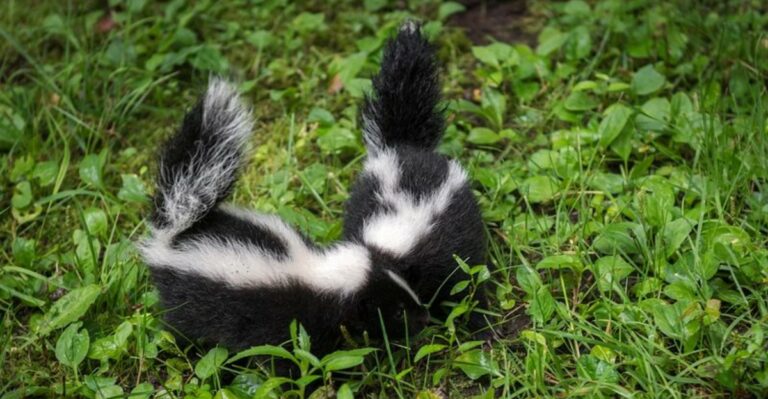 This Striped Night Visitor Is One Georgia Homeowners Should Give Plenty Of Space