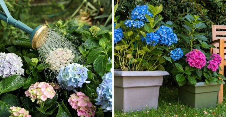 Virginia Gardeners With Hydrangeas Face A Crucial Task This Week In October