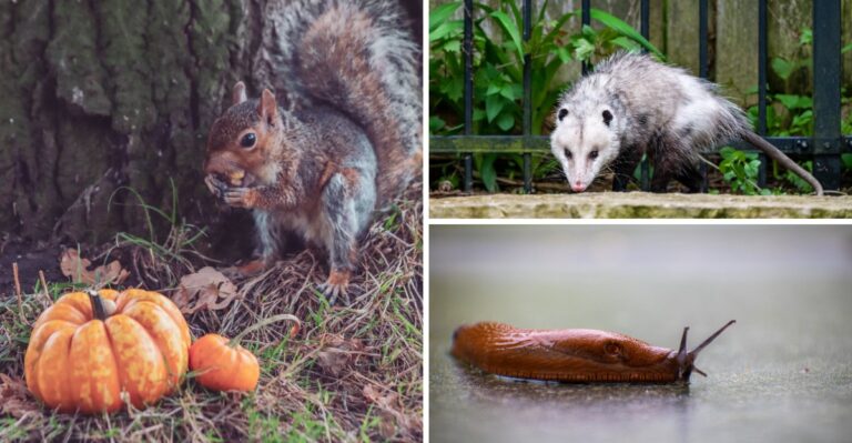 Who Is Snacking On Your Halloween Pumpkins Across Alabama