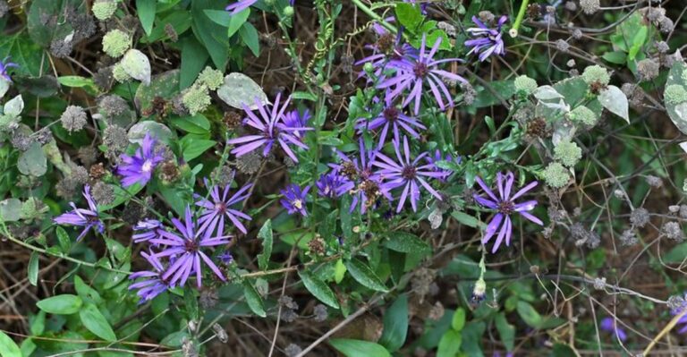 Why Georgia Gardeners Should Consider Planting Native Asters This Fall