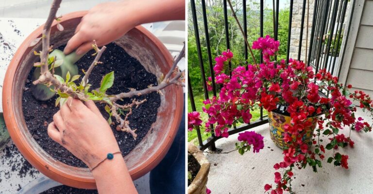 What To Do With Potted Bougainvillea Before Ohio Nights Turn Cold