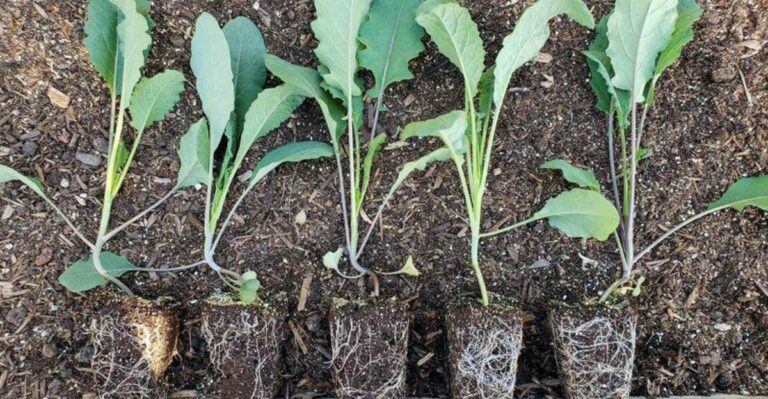 How Warm October Soil Helps California Plants Root In Before Winter Rain