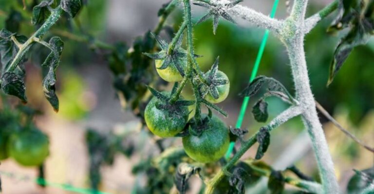 Don’t Let The First Frost Find Your North Carolina Tomatoes Still On The Vine