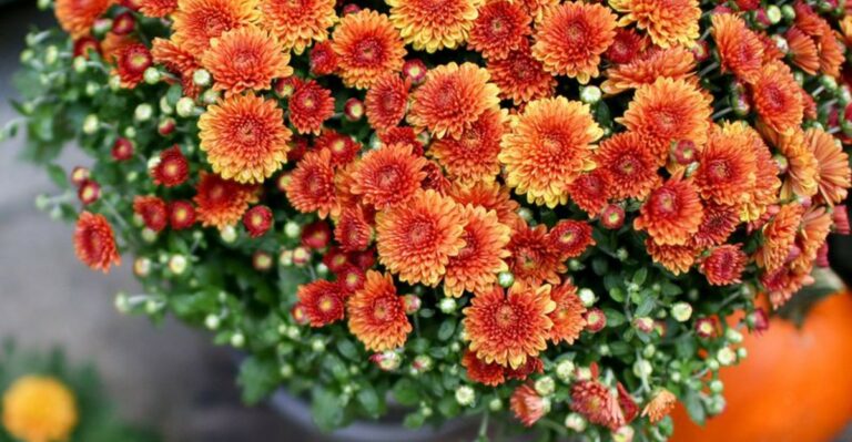 Ohio Garden Centers With The Best Mum Displays This October