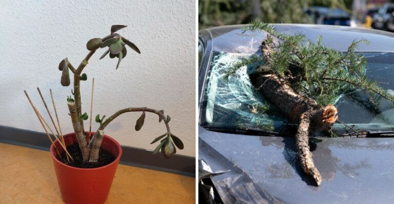 Why California Plants May Struggle When Santa Ana Winds Arrive