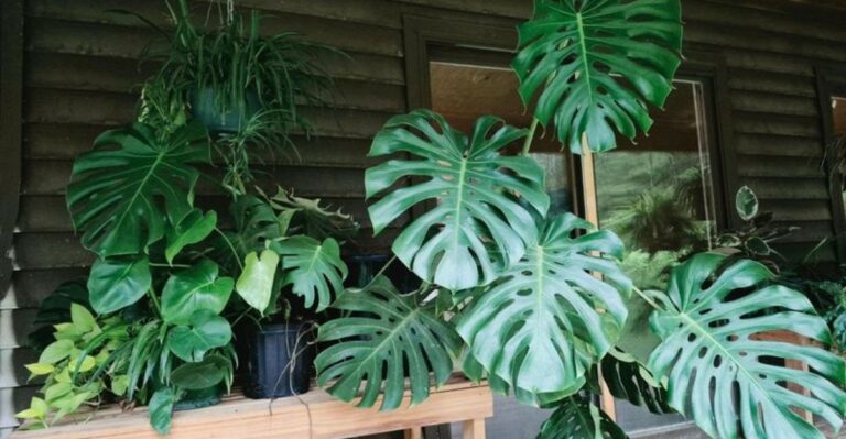 How To Quarantine Outdoor Plants After Bringing Them Inside For Fall In North Carolina