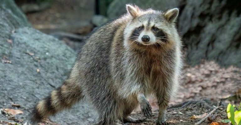 What It Really Means When A Raccoon Keeps Returning To Your California Garden Every Night