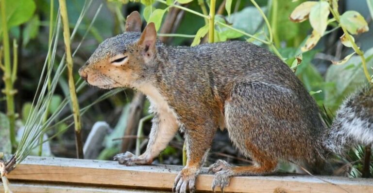 Why Squirrels Are Chewing Up Ohio Porch Pumpkins And How To Stop Them