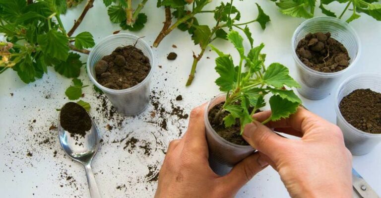 How To Take Geranium Cuttings Before The First Frost
