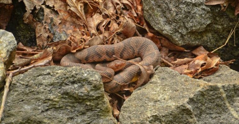 Copperheads Are Heading Toward Rocky Hillside Dens Across Missouri As Nights Turn Cold