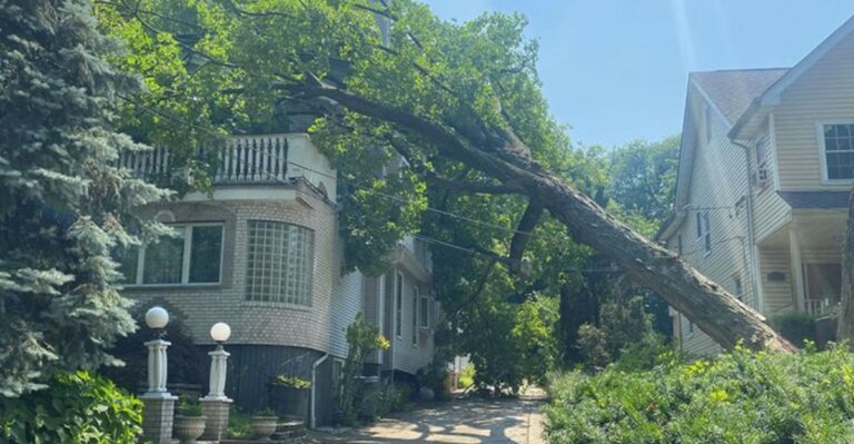 Shade Trees Planted Too Close To Georgia Homes Cause Trouble Years Later