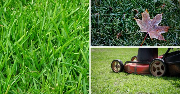Should You Keep Mowing Your Texas Lawn In October? Here’s When To Stop