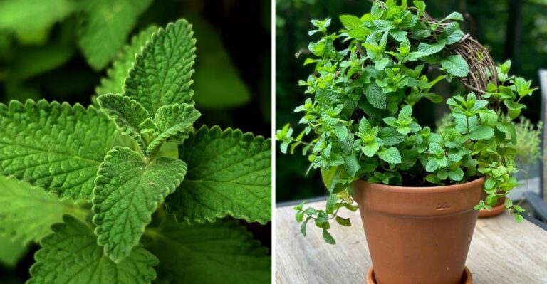 10 Herbs and Plants Virginia Gardeners Use to Keep Stink Bugs Away