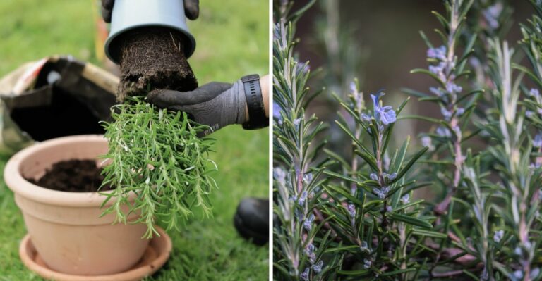 The One Container Herb That Keeps Going Through Texas Winter