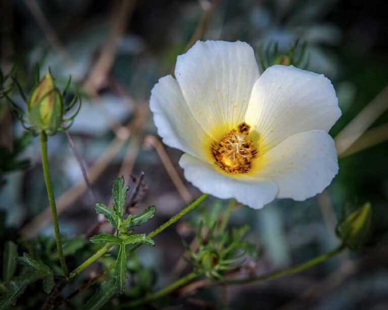 Desert Rosemallow: A Lower-Water Arizona Native With Showy Yellow Blooms