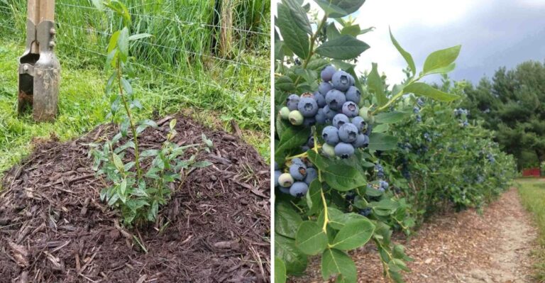 Why November Is A Good Time To Plant Blueberry Bushes In Georgia
