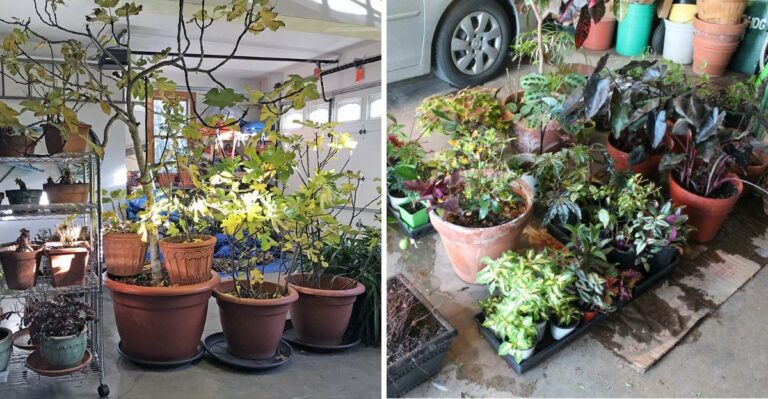 How To Keep Potted Perennials Going Through Winter In An Unheated Michigan Garage