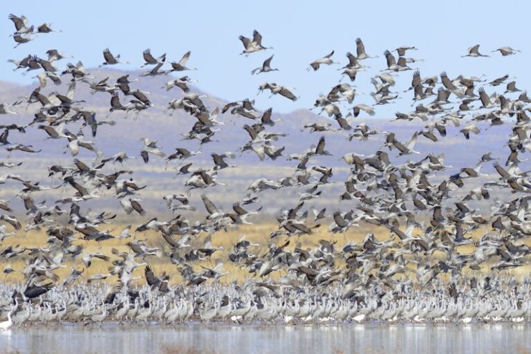 Why Sandhill Cranes Keep Coming Back To Southern Arizona Every Winter