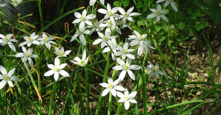 Plant This Bulb This Fall And It May Take Over Your Ohio Lawn