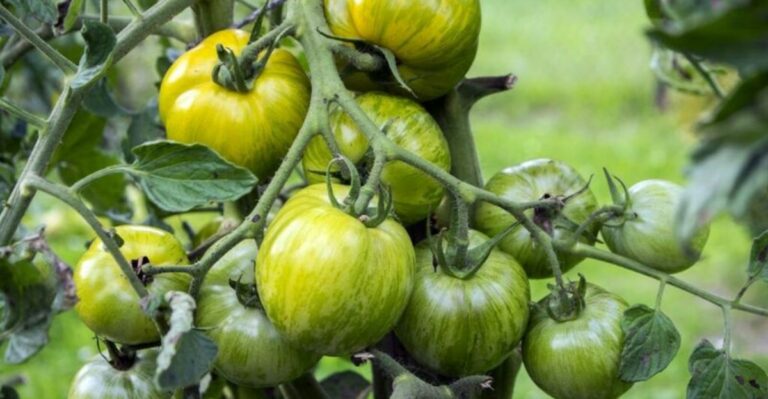 Green Tomatoes Left On Missouri Vines Still Have A Second Chance Before The First Frost