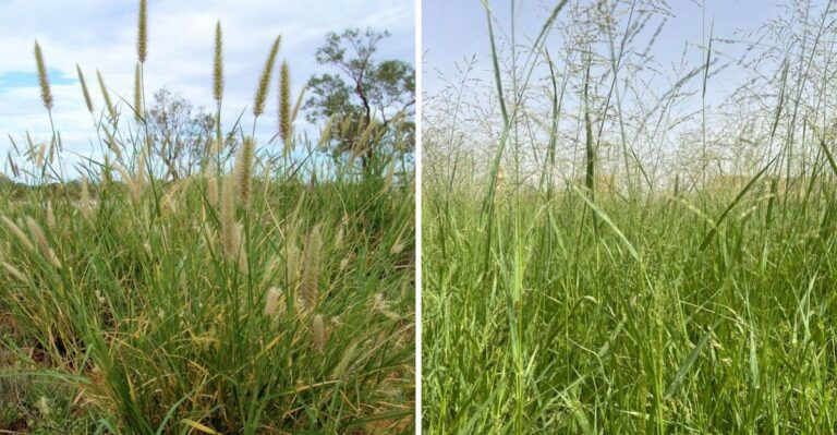 The Non-Native Grasses Pushing Out Texas Prairies