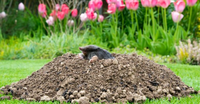 Moles Can Leave Fresh Tunnels In Georgia Lawns After Heavy Rain