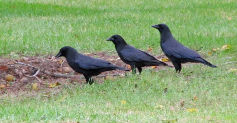 Why Crows Gather In Large Groups At Dusk In Georgia During Fall