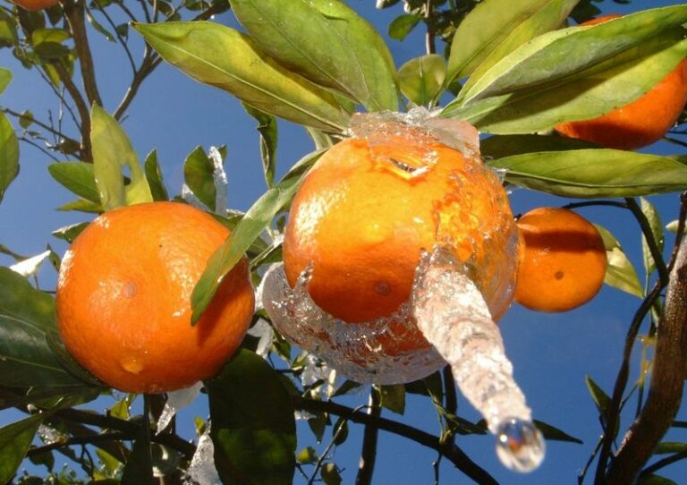Should Arizona Gardeners Mulch Citrus Before Winter? What Frost Guidance Says