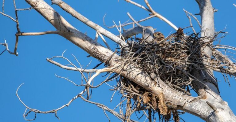 A Pile Of Fallen Branches Can Shelter Indiana Wildlife All Winter