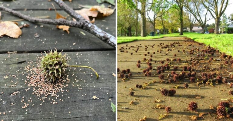 Spiky Green Balls Falling From Pennsylvania Trees Explained