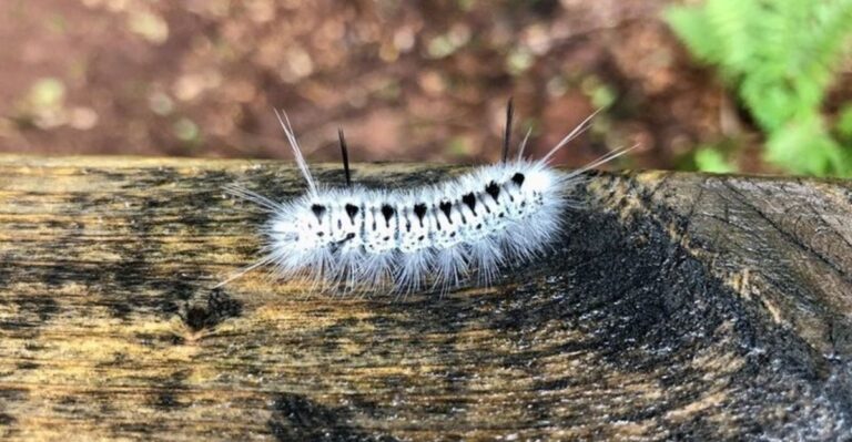 Fuzzy White Caterpillars Keep Turning Up On Missouri Sidewalks