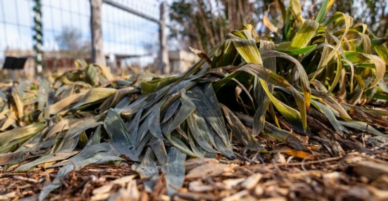 Why Low Spots In Your Yard Frost Before The Rest Of The North Carolina Garden