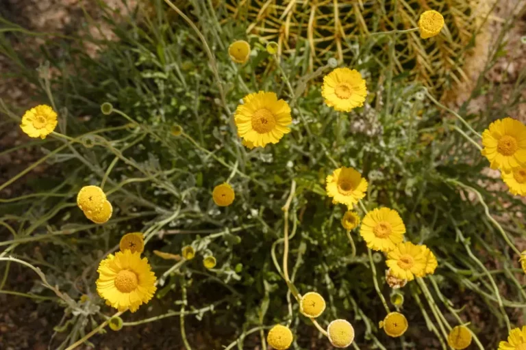 Desert Marigold Has A Caliche Reputation In Arizona Yards, And Here’s What Its Roots Really Do