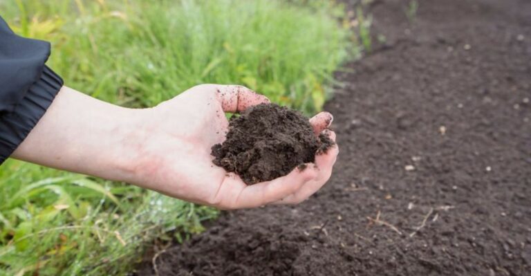 The Invisible Poison Hurricane Isaias Left Behind In Alabama Gardens