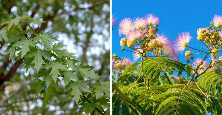 The Fast-Growing Texas Trees That Turn Into Expensive Problems Within Ten Years
