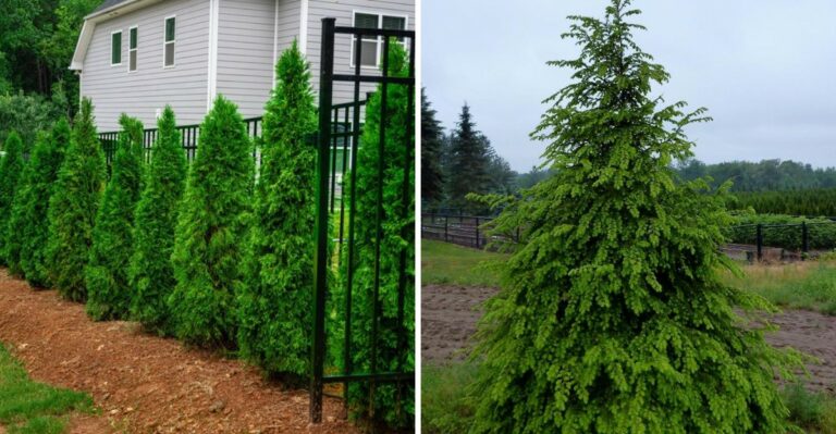 Plant These Ohio Native Evergreens Instead Of Arborvitae Before The Ground Freezes