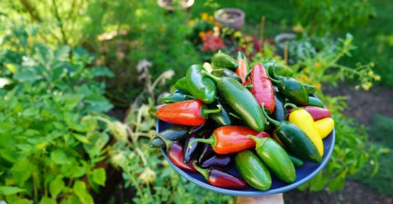 Mid-30s Nights Are Here In Indiana, So When Should You Pick Jalapeños?