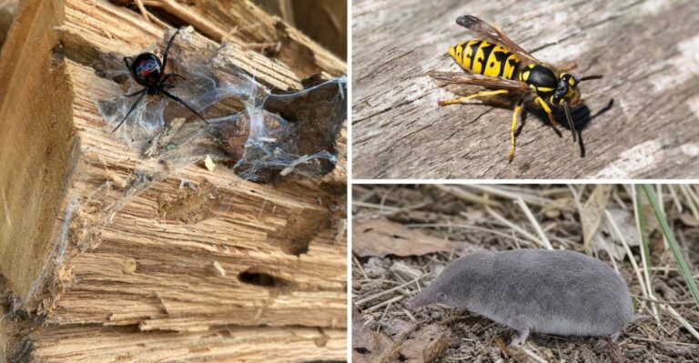 8 Venomous Species Indiana Residents May Run Into As Fall Temperatures Drop