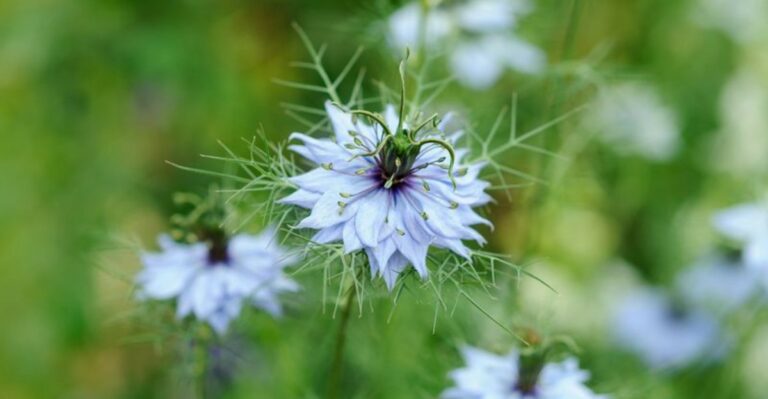 Georgia Gardeners Can Plant This Unusual Flower Now For Spring Color