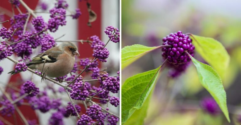 Vivid Purple Berries Along Alabama Roadsides Come With A Mosquito-Repelling Reputation