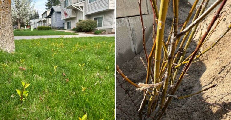 Don’t Let Those Tiny Trees Take Over Your Ohio Fence Line