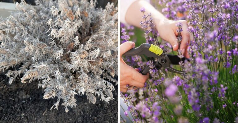 The Overlooked October Job That Helps Georgia Lavender Through Winter