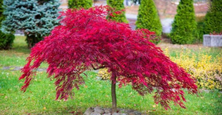 Plant This Tree Near Your Georgia Patio This October For Beautiful Fall Color Next Year