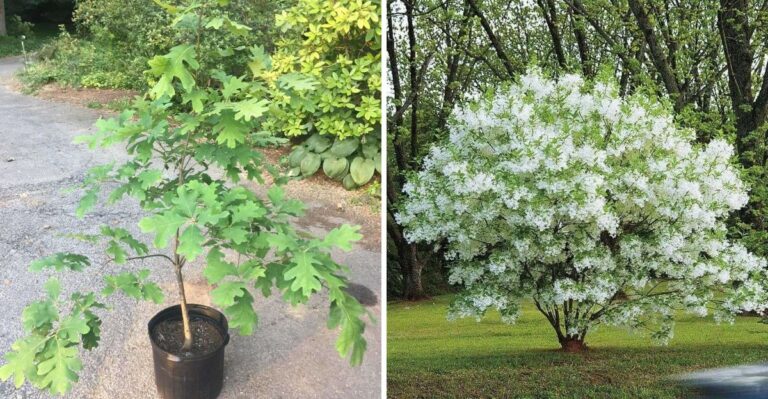 The Native Trees Selling Out At Virginia Nurseries Faster Than Any Recent Year