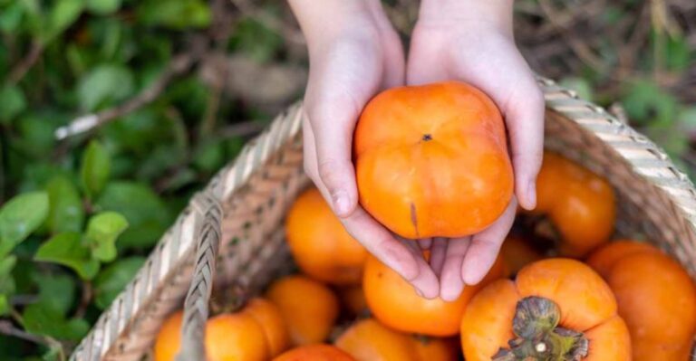How To Tell When A California Fuyu Persimmon Is Ready To Pick