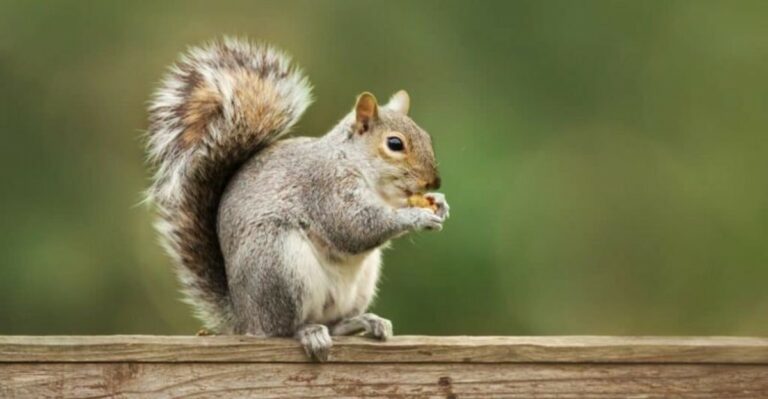 Why Georgia Squirrels Are Burying Nuts All Over Your Yard This October