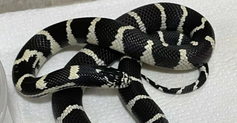What It Means When A California Kingsnake Shows Up In Your Yard