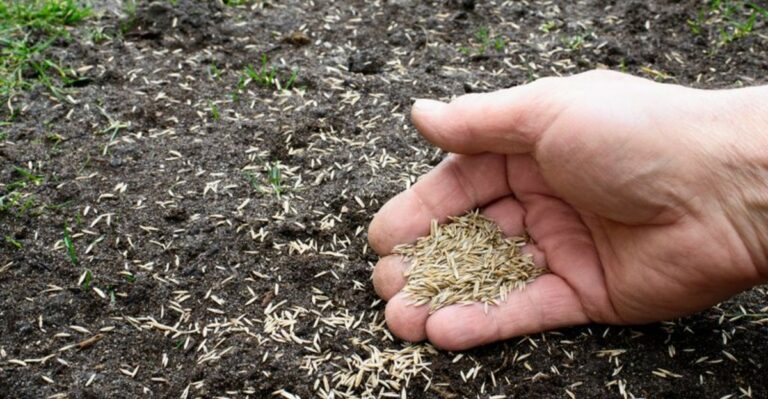 Early October Routine Gives Missouri Lawns A Head Start On Thick Spring Growth