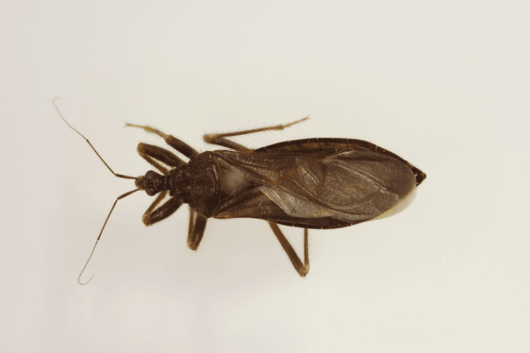 Kissing Bugs Start Crawling Toward Arizona Bedrooms As Nights Cool, So Check These Spots Tonight