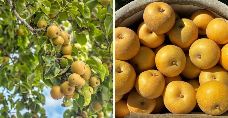 The Easiest Fruit Tree To Plant In New Jersey This October